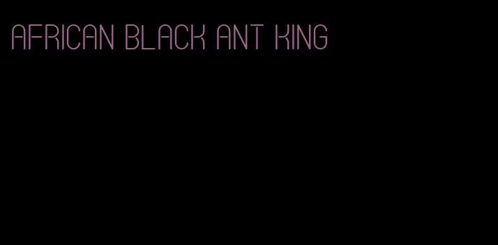 African black ant king