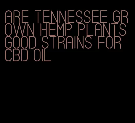 are Tennessee grown hemp plants good strains for CBD oil