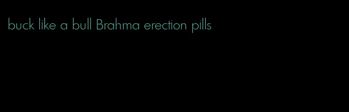 buck like a bull Brahma erection pills