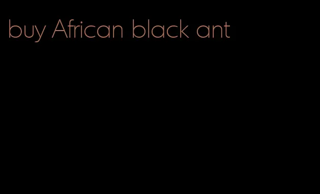 buy African black ant