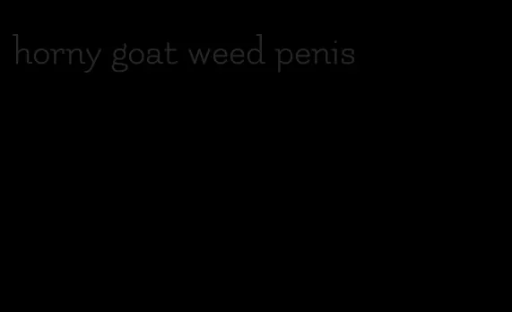 horny goat weed penis