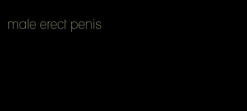 male erect penis