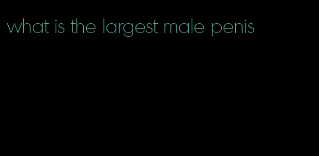 what is the largest male penis